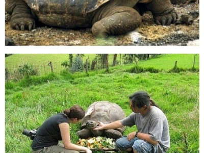 세상에서 가장 오래 사는 동물