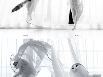 춤추는 고양이-사진 너무 잘 찍음