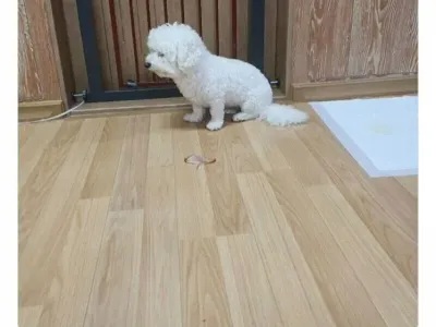 족발 후기 레전드...