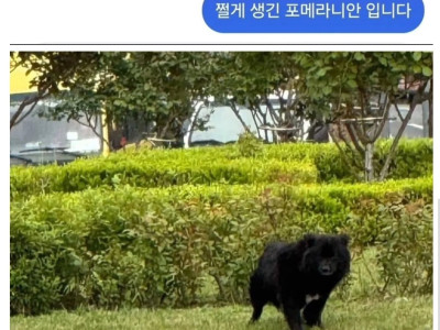 울산에 까지 나타났다는 반달가슴곰