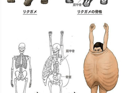 동물의 골격을 인간에 대입하면