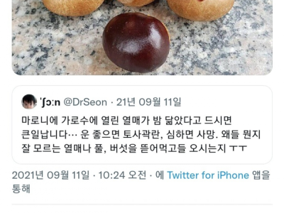 밤처럼 생겼지만 먹으면 큰일나는 열매