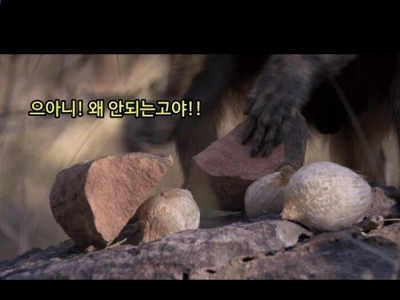 구석기에 진입한 생명체