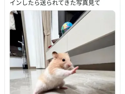 엄마한테 본가 햄스터는 잘 지내냐고 물어보니까 보내준 사진