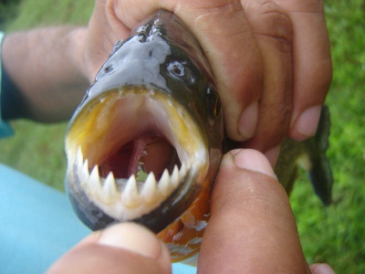 잡을때마다 목숨을 걸어야하는 물고기