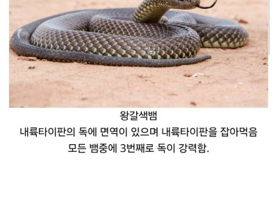 어설픈 맹독 따위론 못이기는 땅