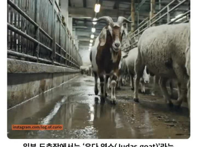 ?? 자네들을 넘기는 대가로 건초 30kg을 받았네