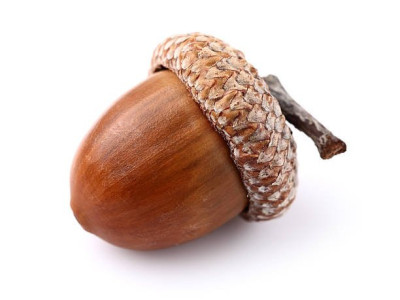 세계에서 한국에서만 2차 가공을 해서 먹는 것으로 유명한 열매