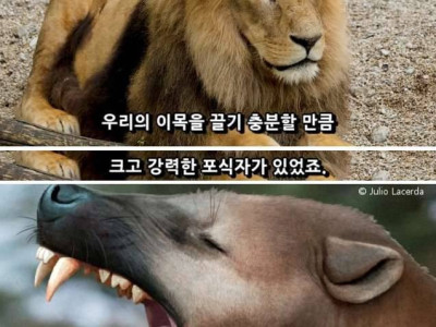 아프리카에서 발견된 북극곰보다 큰 사자