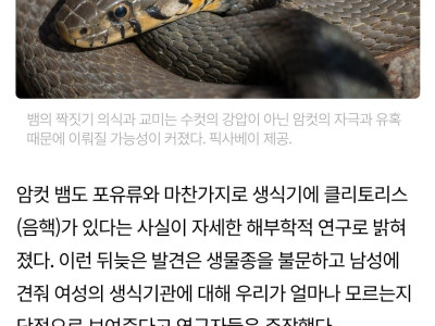 최근 암컷 뱀에게 새롭게 발견된 성적 기관