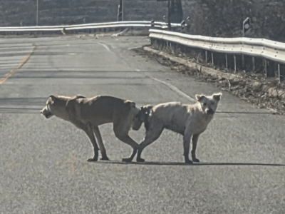 미친 강아지 학대.JPG