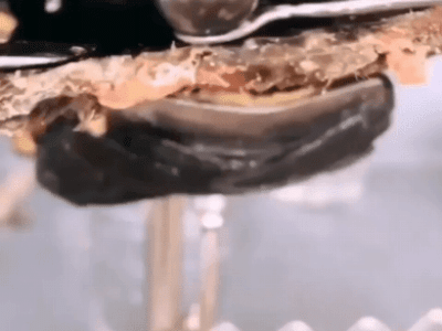 조개 진주 꺼내기