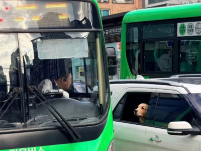 댕댕이랑 인사하는 기사님