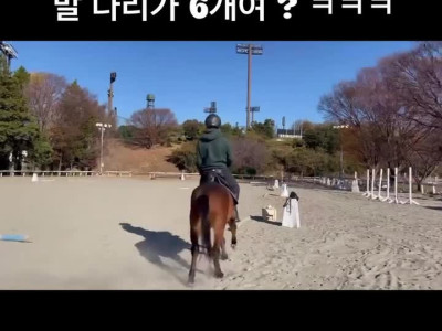 다리가 6개인 말.mp4