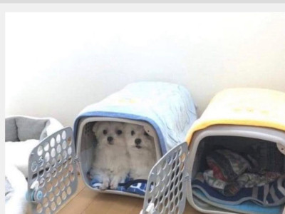 싸우지 말라고 2개씩 구매한 결과