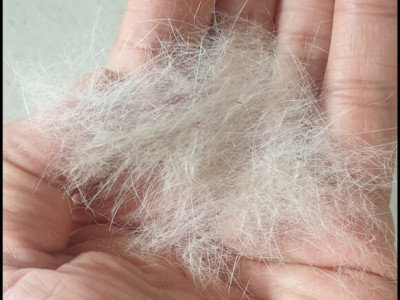 무지개 다리를 건너간 반려동물이 보고싶은 순간