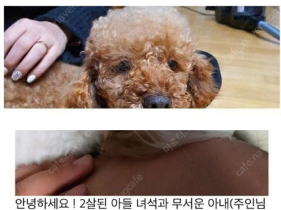 신혼부부가 반려동물 분양 기피대상인 이유ㄷㄷ