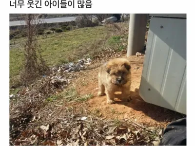 시골지역 출장가서 곰 만난 썰