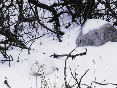생태계 위장술의 대가들