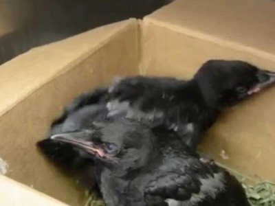 자신을 치료하고 먹이를 준 남자에게 보답한 까마귀