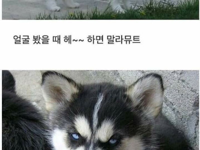 말라뮤트와 허스키 강아지 쉽고 빠르게 구별하는 법