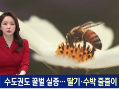 수도권도 ‘꿀벌 실종’…딸기·수박 농사 줄줄이 ‘비상’