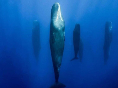 향유고래가 자기전에 하는것