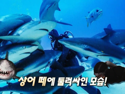 상어 낚시 바늘 뽑아주다 사귄 다이버