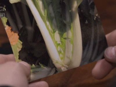 우장춘 박사가 만들기 전 1950년대 배추