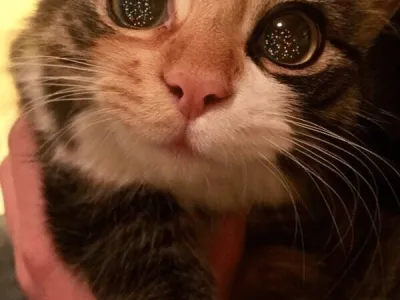 크리스마스 트리를 본 고양이 눈빛