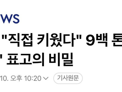 [단독] "직접 키웠다" 9백 톤 팔린 '최상급' 표고의 비밀