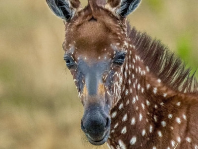 케냐에서 발견된 점박이 얼룩말
