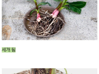 진짜 바나나를 키운 드루이드 (만우절 아님)