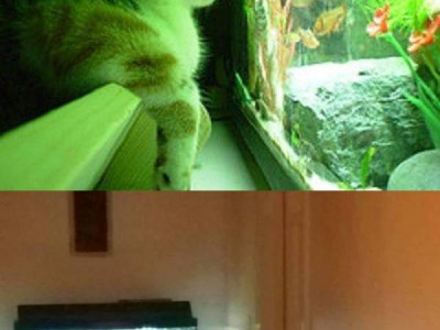고양이 키우는 집에 수족관