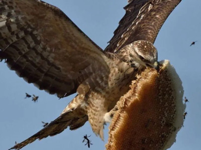 매형이 꿀빨려고 집들고 날랐어요ㅠㅠ