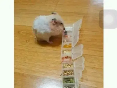 햄스터가 힘이 없길래 애슐리 만들어줌