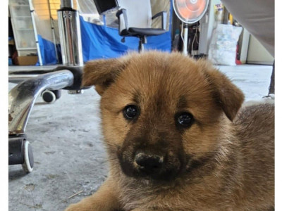 우리 회사 물류창고에 애기 멍멍이 들어옴