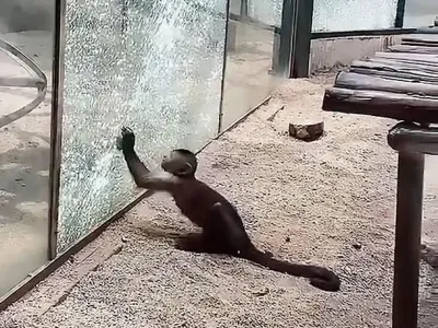 석기시대에 돌입한 원숭이의 무서운 점