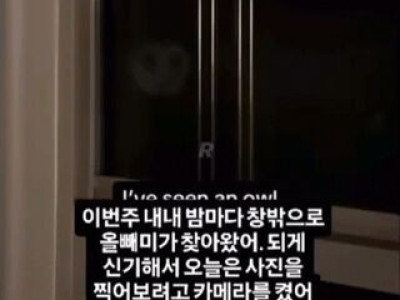 밤마다 집에 찾아오는 올빼미.gif