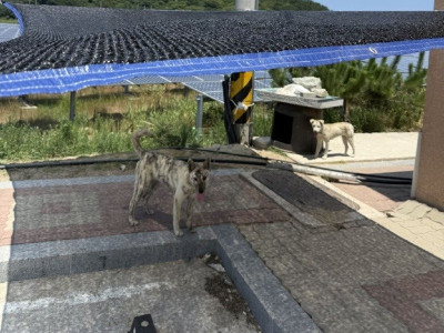 시골개를 위해 설치해준 가림막