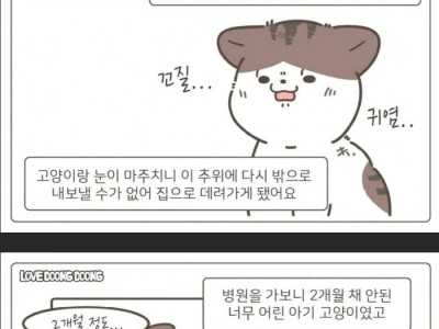 가게 주방 싱크대에서 구조된 고양이