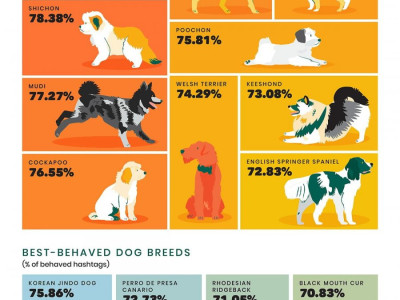 미국서 인정 받는 진돗개