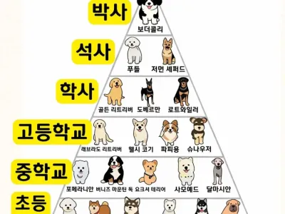 강아지 지능 티어표.jpg