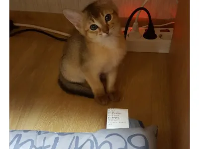 딸과 고양이 그리고 아빠의 4년간 변화