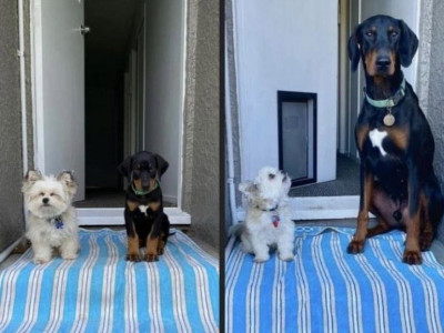 강아지 1년 전 후.jpg