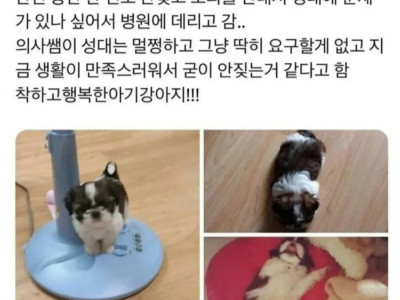 우리집 강아지 애기 때 ㄹㅈㄷ 귀여운 썰