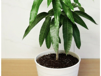 뭐든 다 키우는 블로거