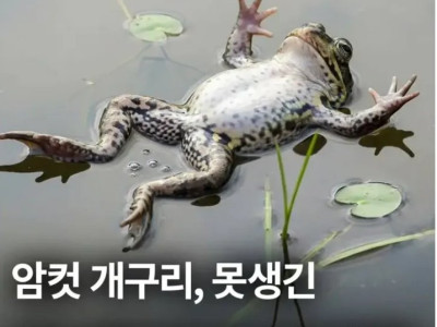 암컷 개구리 못생긴 수컷보면 죽은척 한다