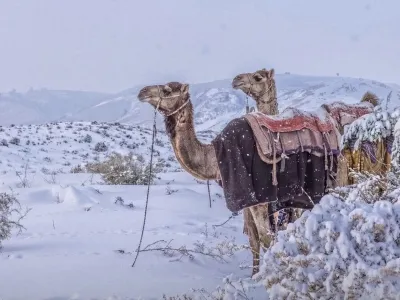 사막의 나라.. 사우디아라비아 날씨 & 기후 근황