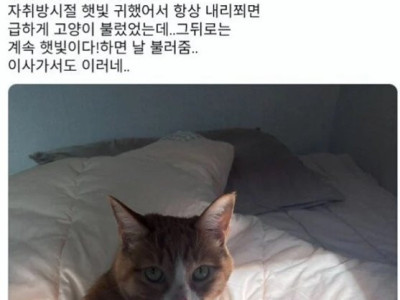고양이가 하도 울길래 왜 이러나 했더니...